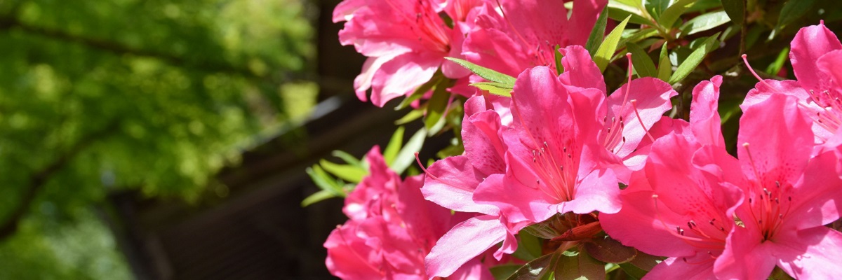 町の花　つつじ