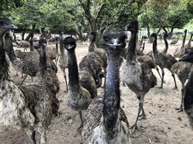 エミュー飼育研究所