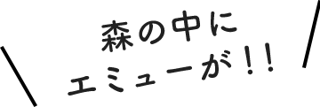 森の中にエミューが！！