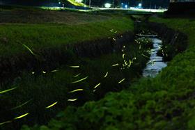 優秀賞優秀（蛍）