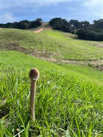 優秀賞優秀（きのこ）