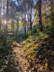 （最優秀賞）基山の木漏れ日が美しい登山道