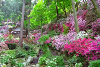 大興善寺つつじ