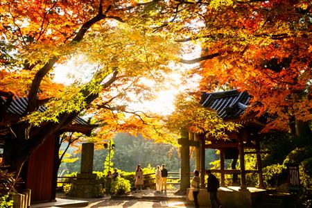 夕映え、ぬくもりの境内
